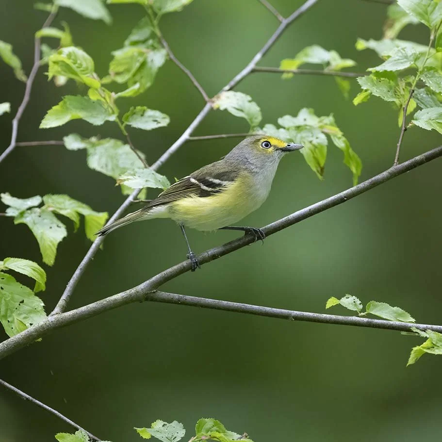 White-eyed_Vireo_Z099562.JPG