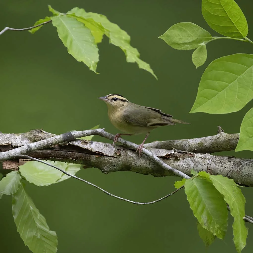 Worm-eating_Warbler_Z099336.JPG