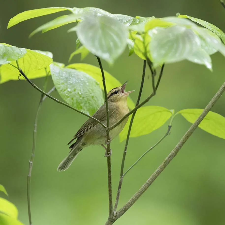 Worm-eating_Warbler_Z099829.JPG
