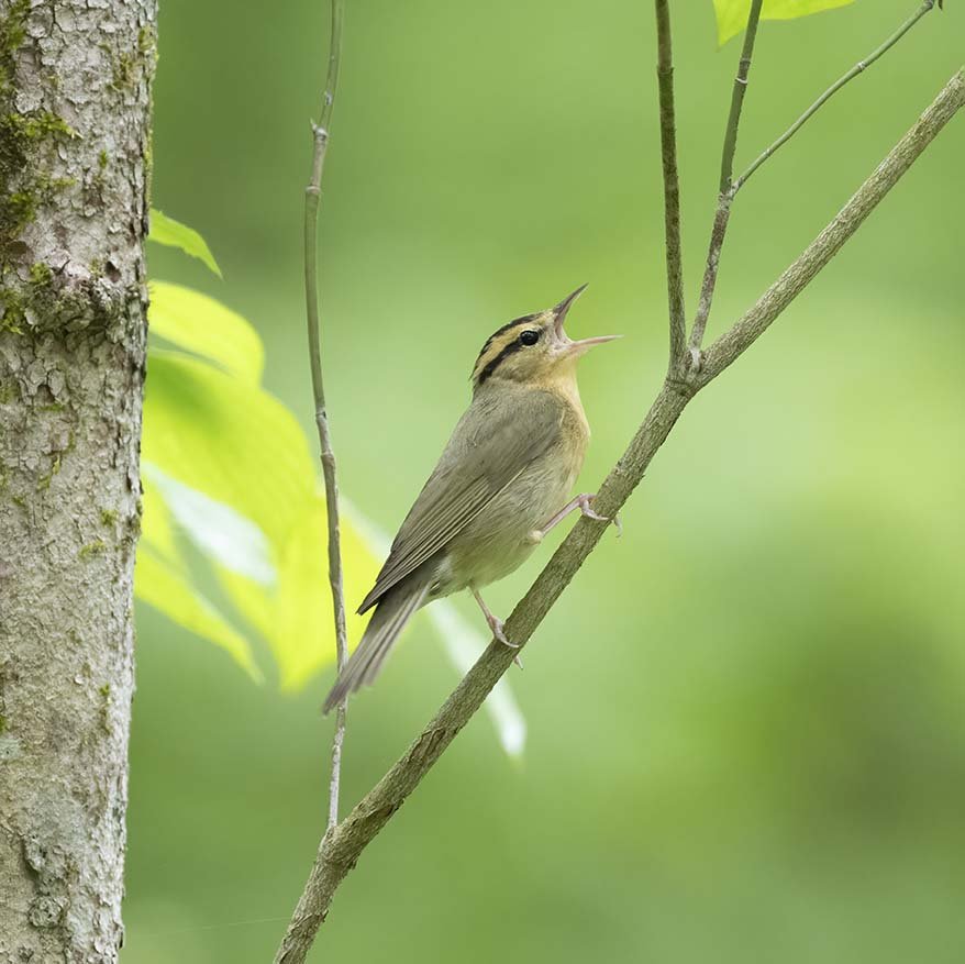 Worm-eating_Warbler_Z099834.JPG