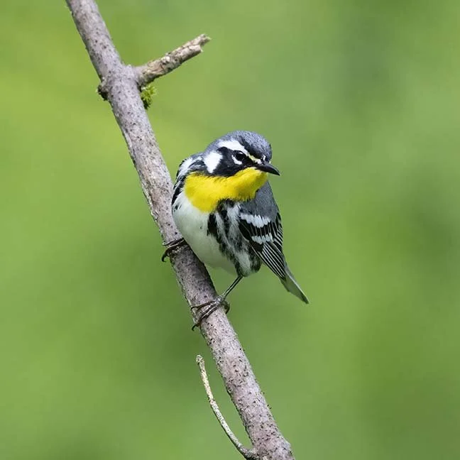 Yellow-throated_Warbler_Z091590.JPG