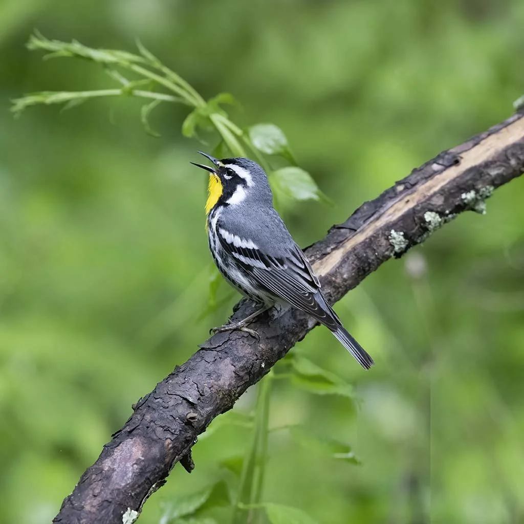 Yellow-throated_Warbler_Z091612.JPG