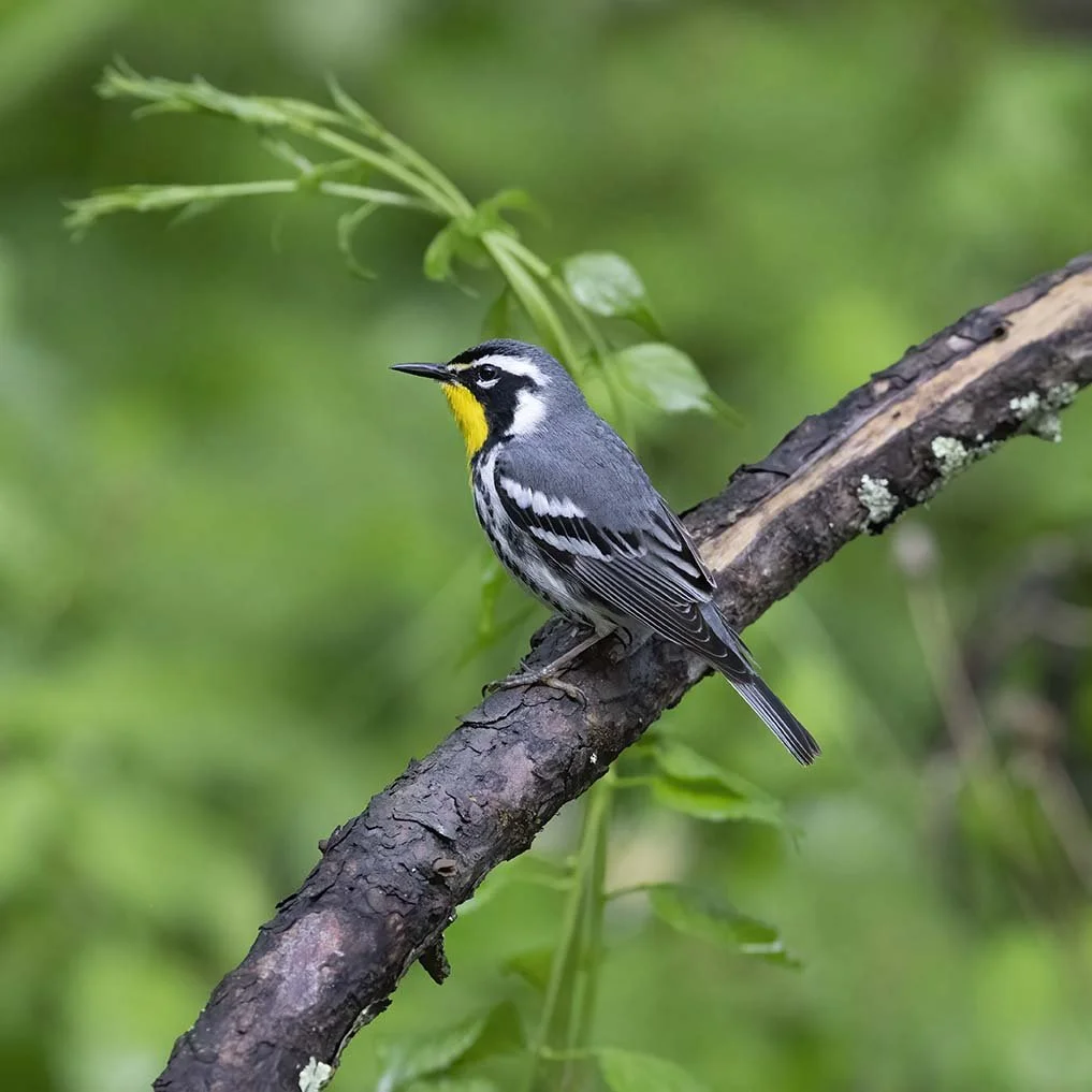 Yellow-throated_Warbler_Z091614.JPG