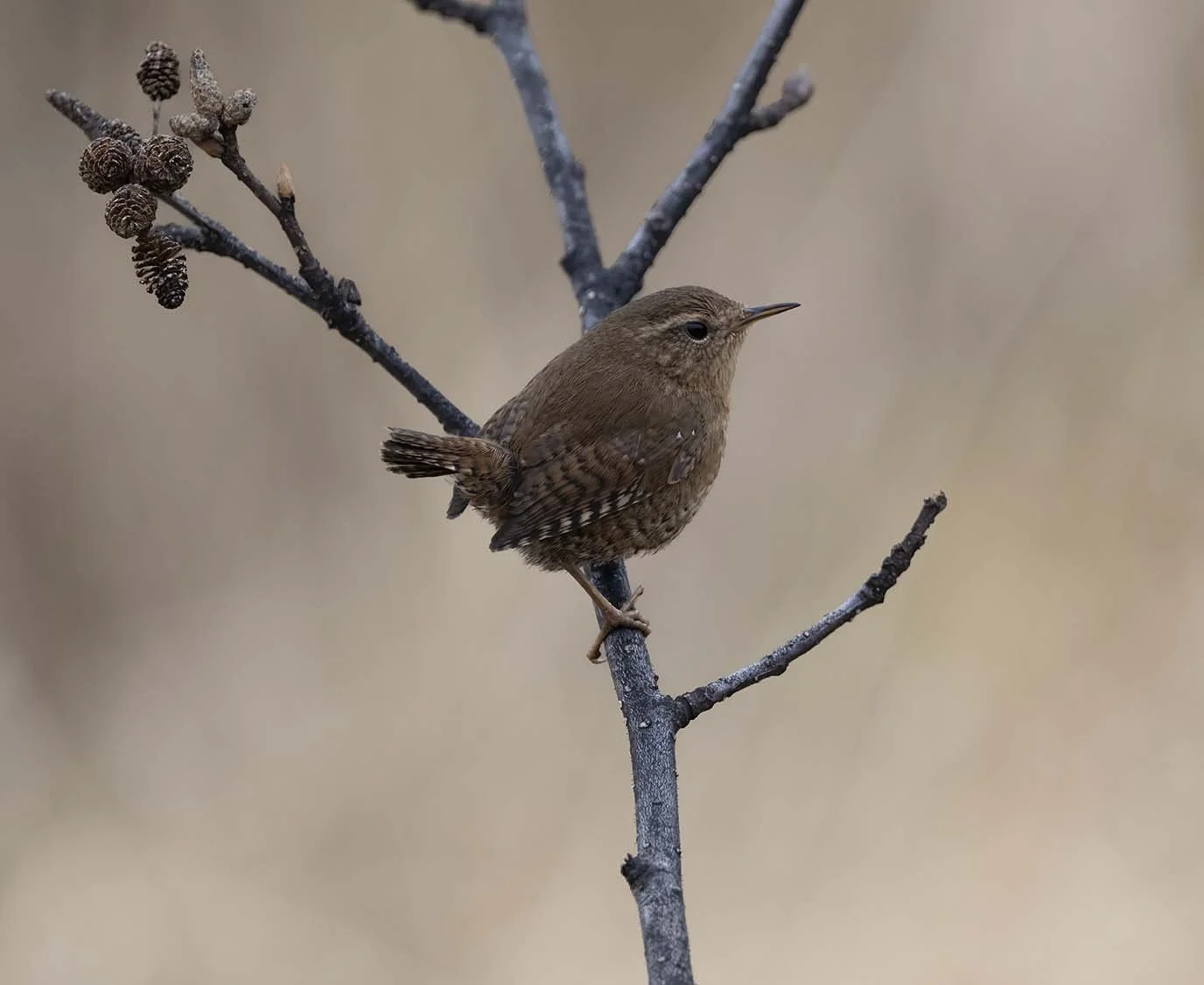 Pacific_Wren_(helleri)_Z095138.JPG
