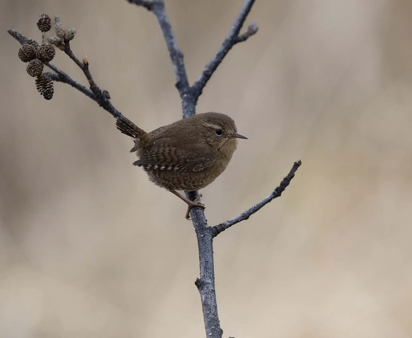Pacific_Wren_(helleri)_Z095165.JPG