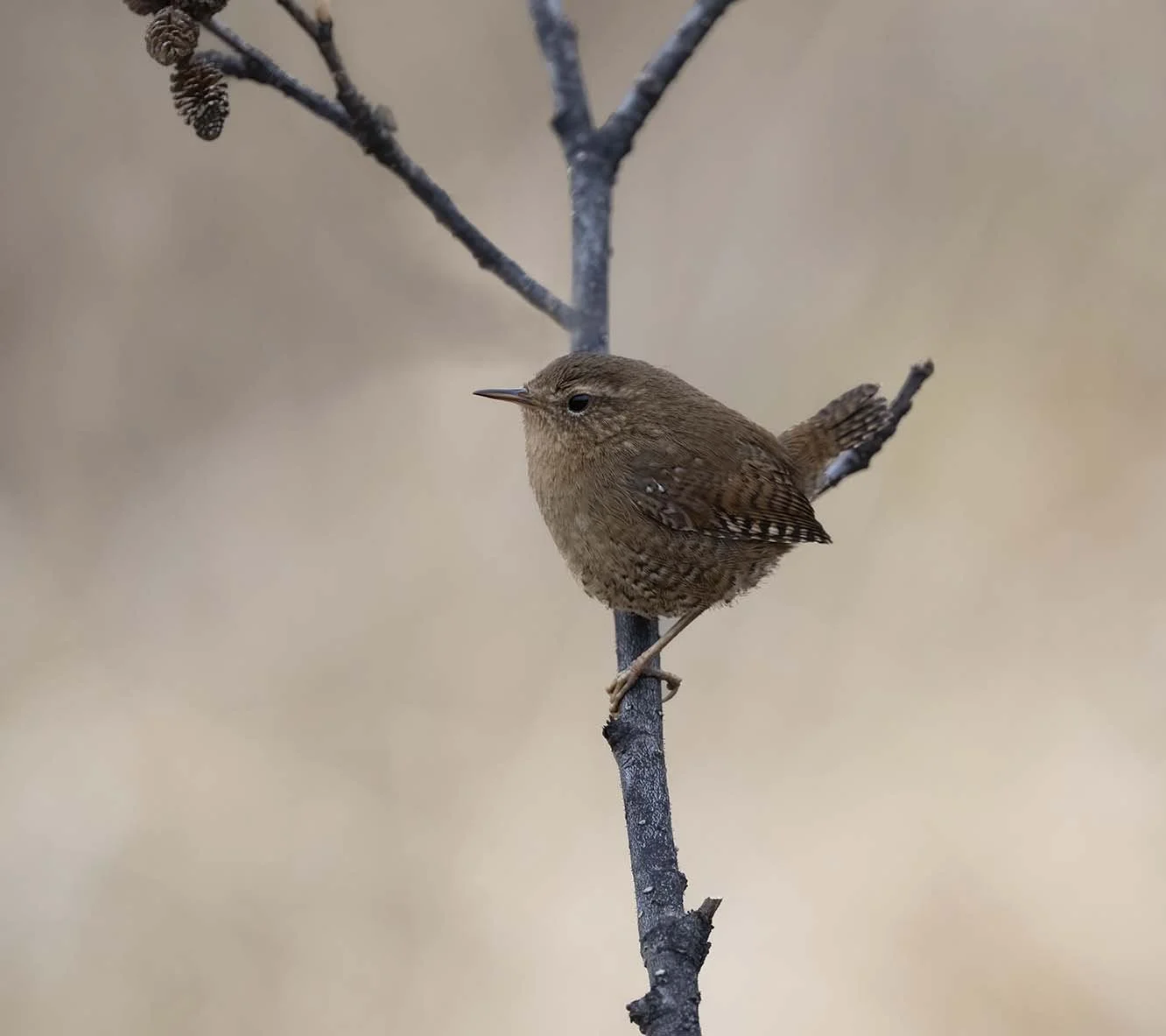 Pacific_Wren_(helleri)_Z095202.JPG