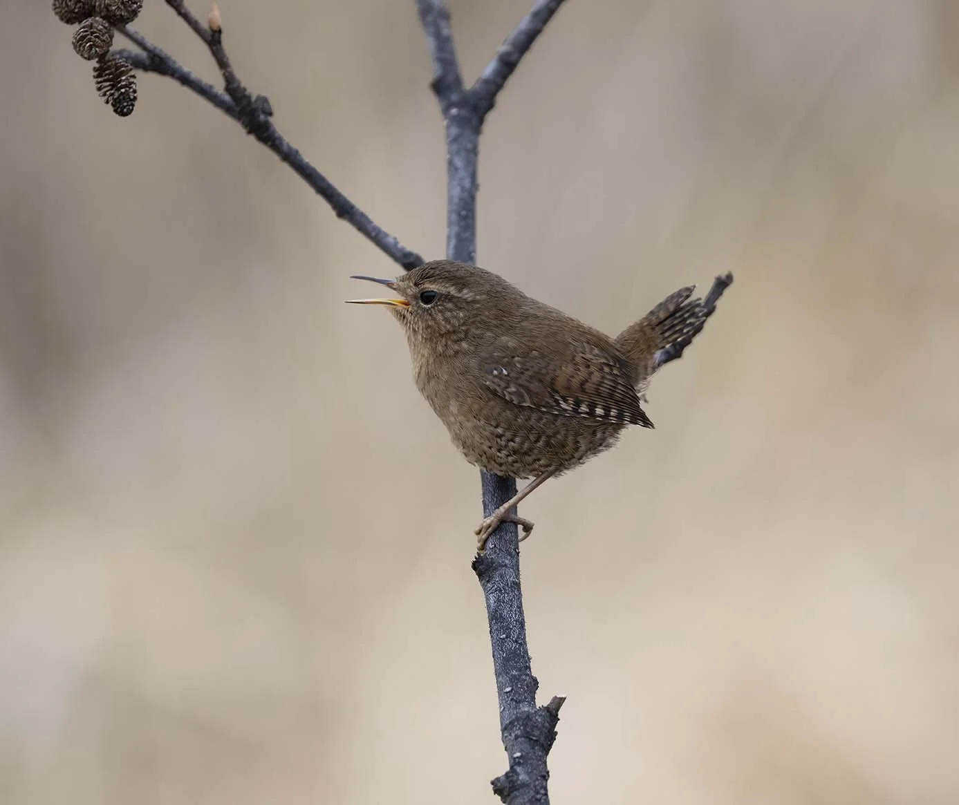 Pacific_Wren_(helleri)_Z095204.JPG