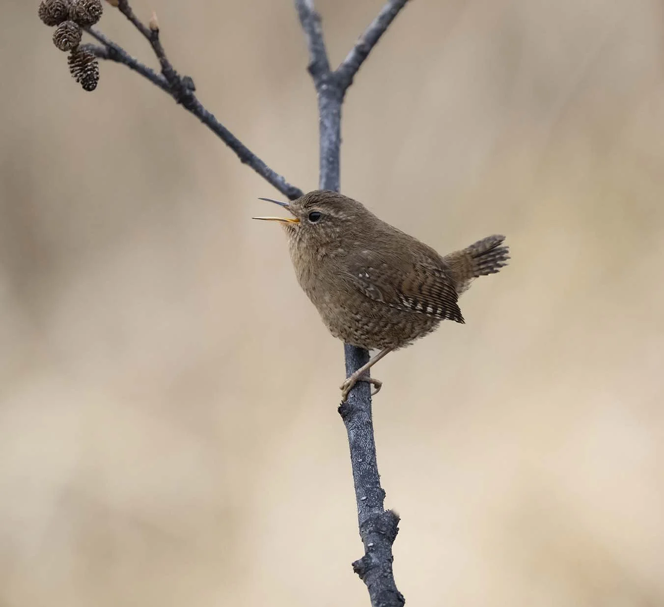 Pacific_Wren_(helleri)_Z095243.JPG