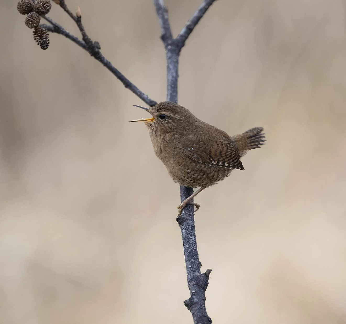 Pacific_Wren_(helleri)_Z095248.JPG