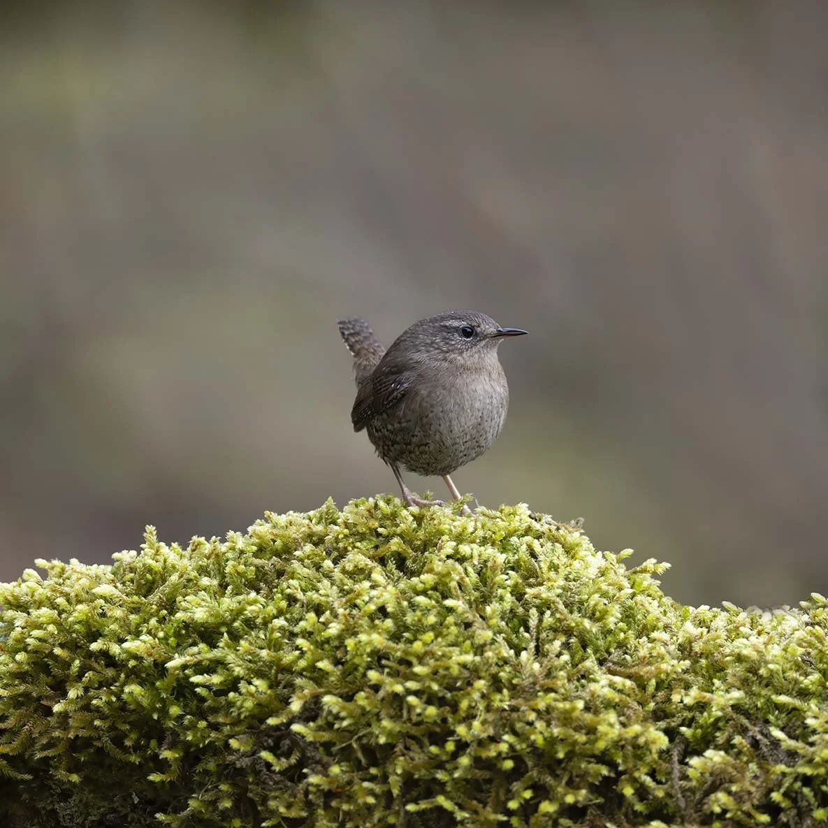 Pacific_Wren_(helleri)_Z096012.JPG