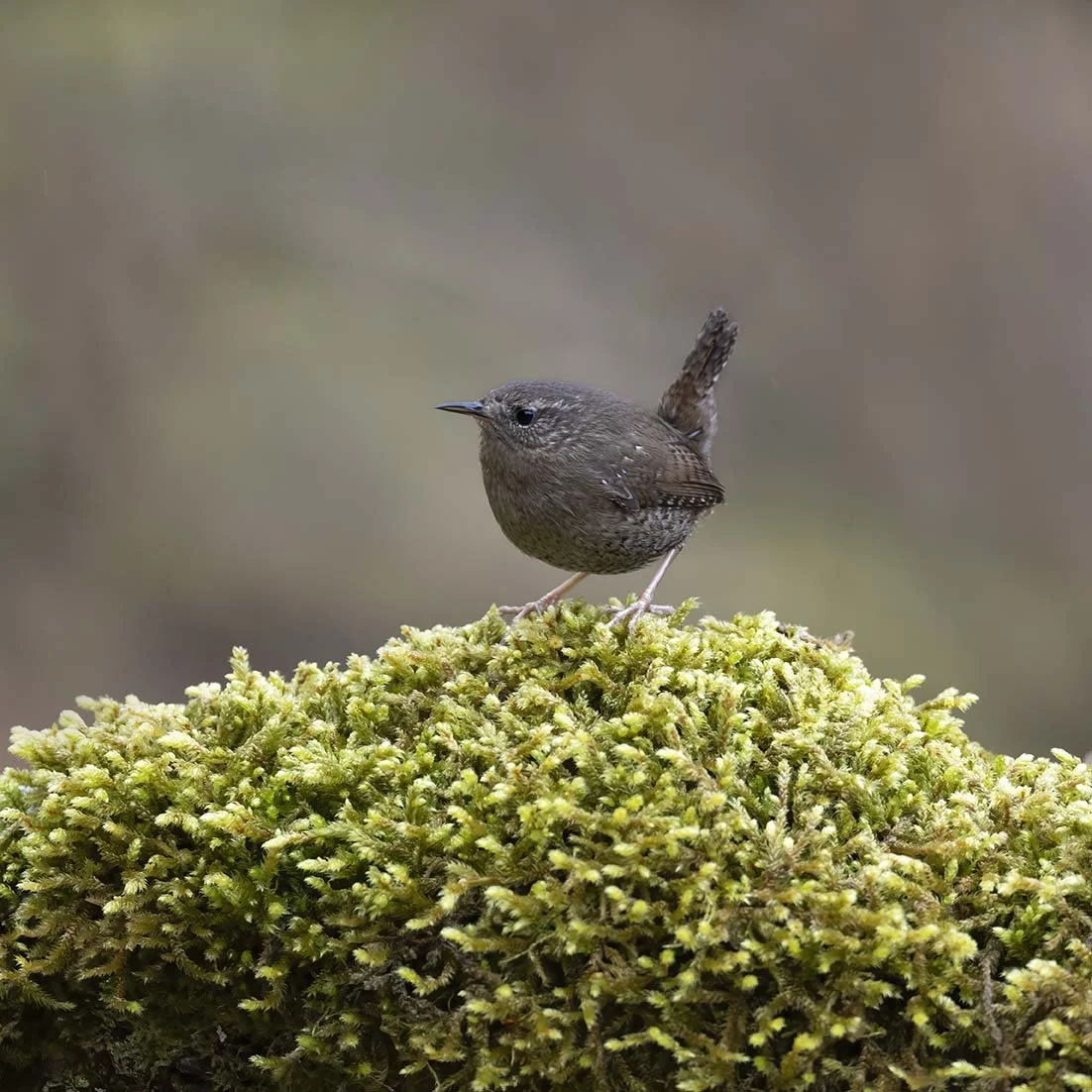 Pacific_Wren_(helleri)_Z096055.JPG