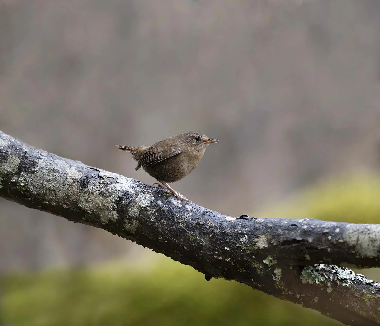 Pacific_Wren_(helleri)_Z096090.JPG