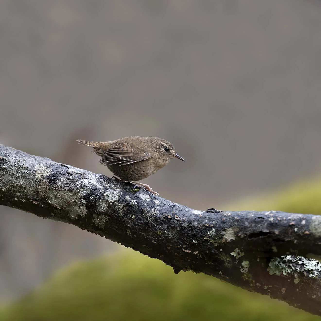 Pacific_Wren_(helleri)_Z096120.JPG