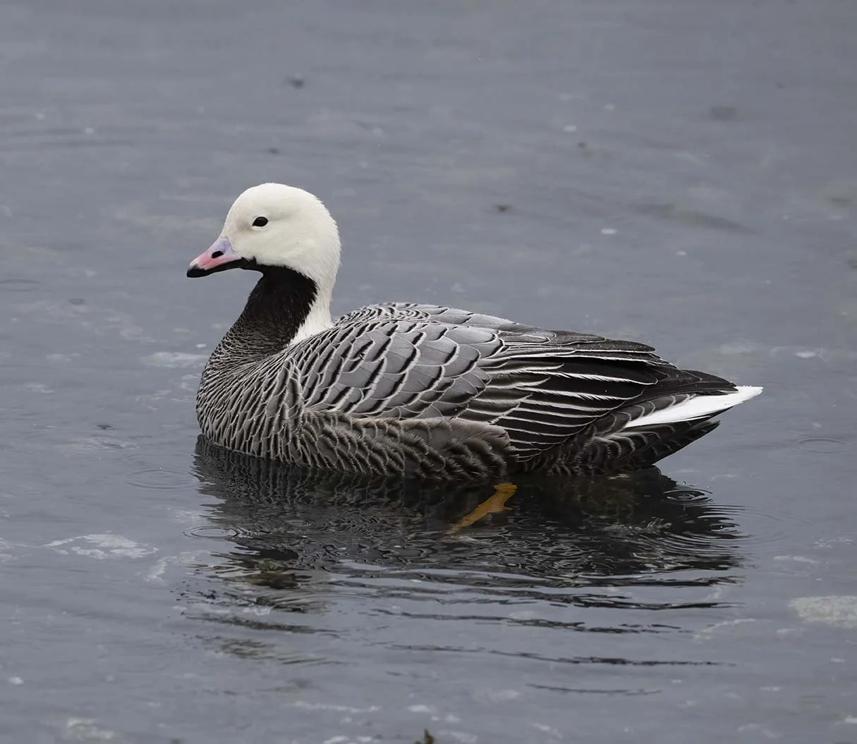 Kodiak, Alaska  April 4, 2024