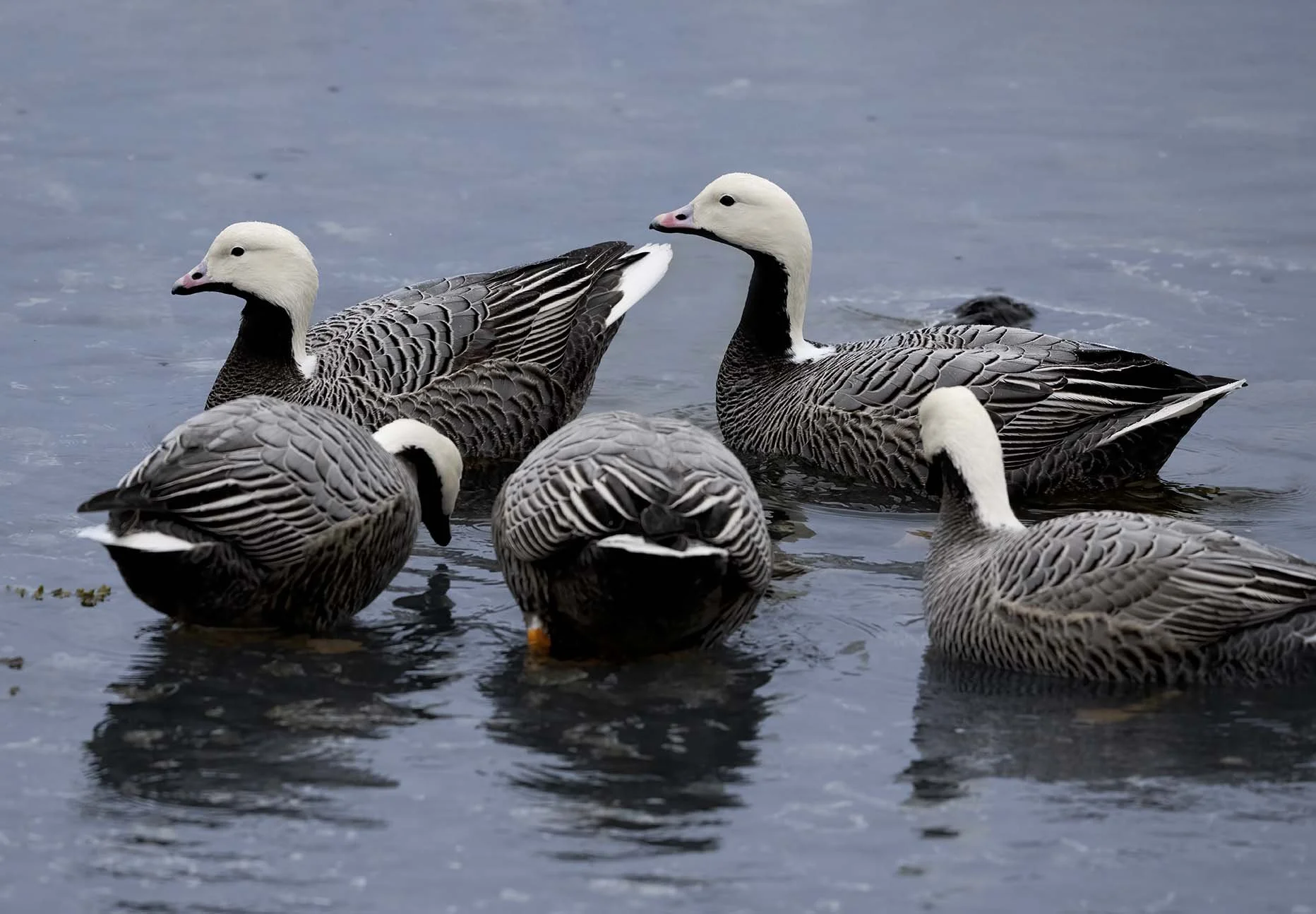 Emperor_Goose_Z094158.JPG