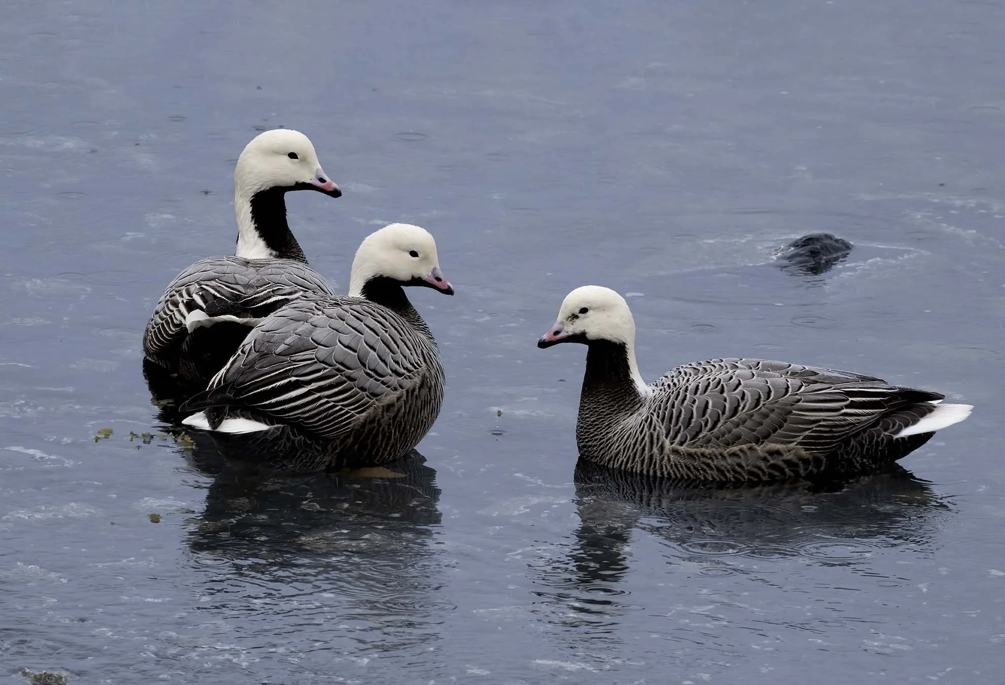 Emperor_Goose_Z094181.JPG