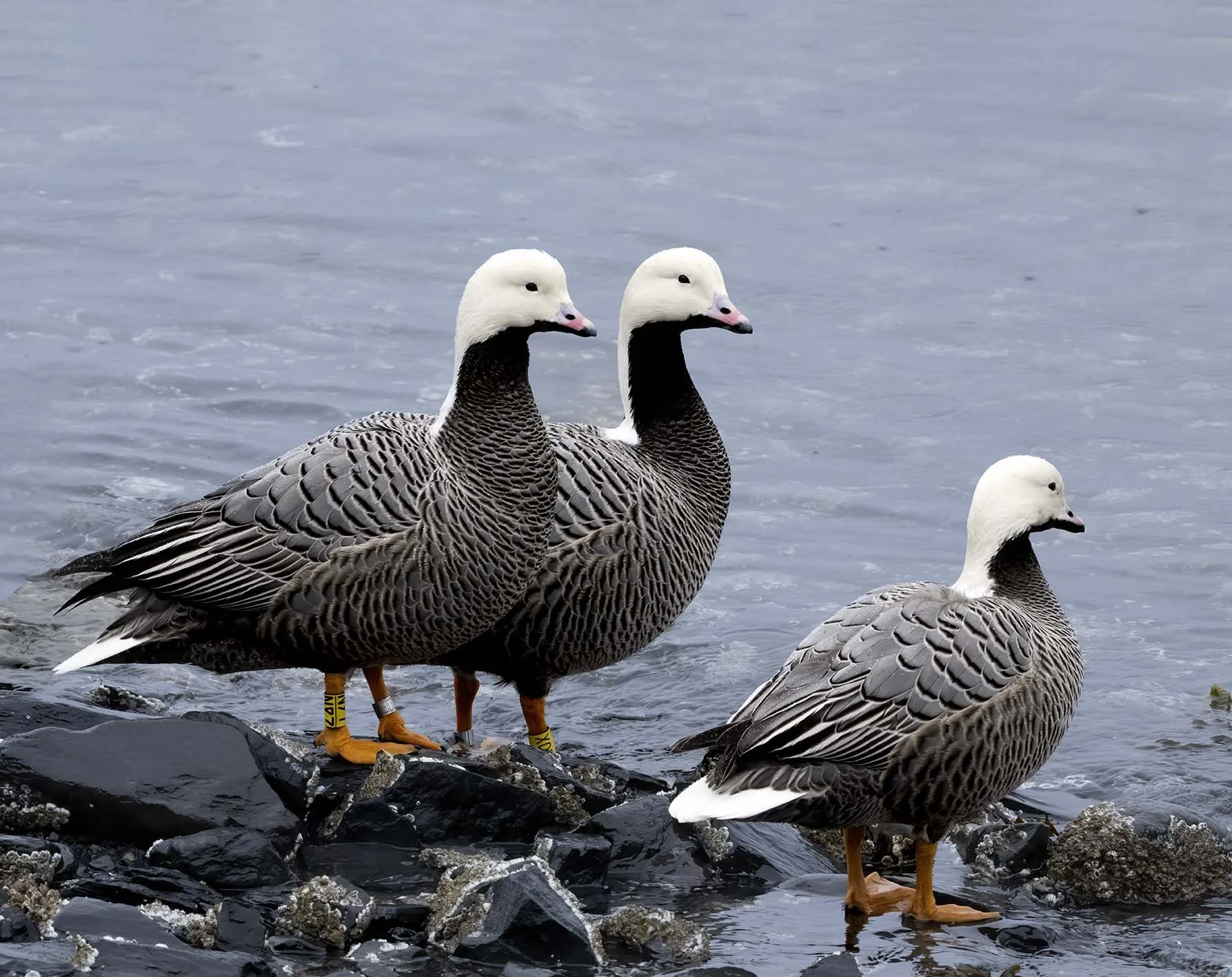 Emperor_Goose_Z094188.JPG