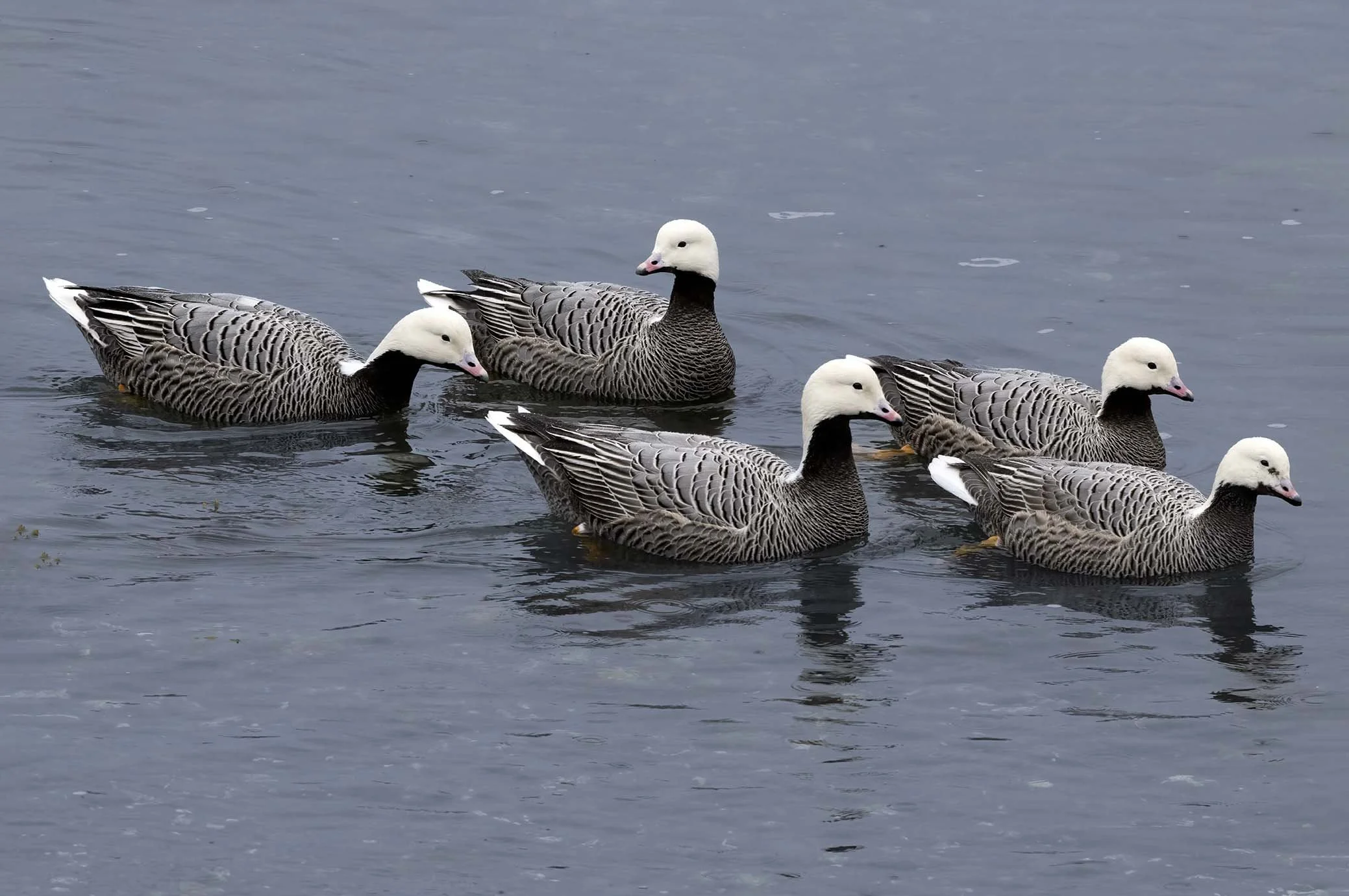 Emperor_Goose_Z094205.JPG