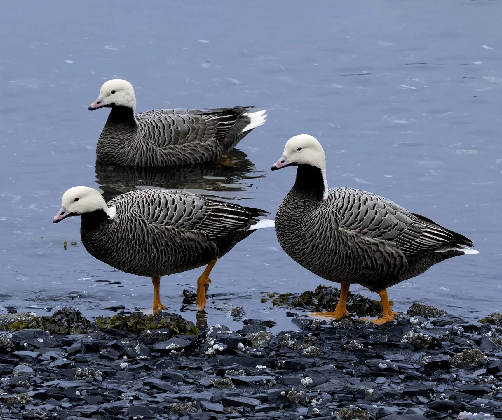 Emperor_Goose_Z094347.JPG