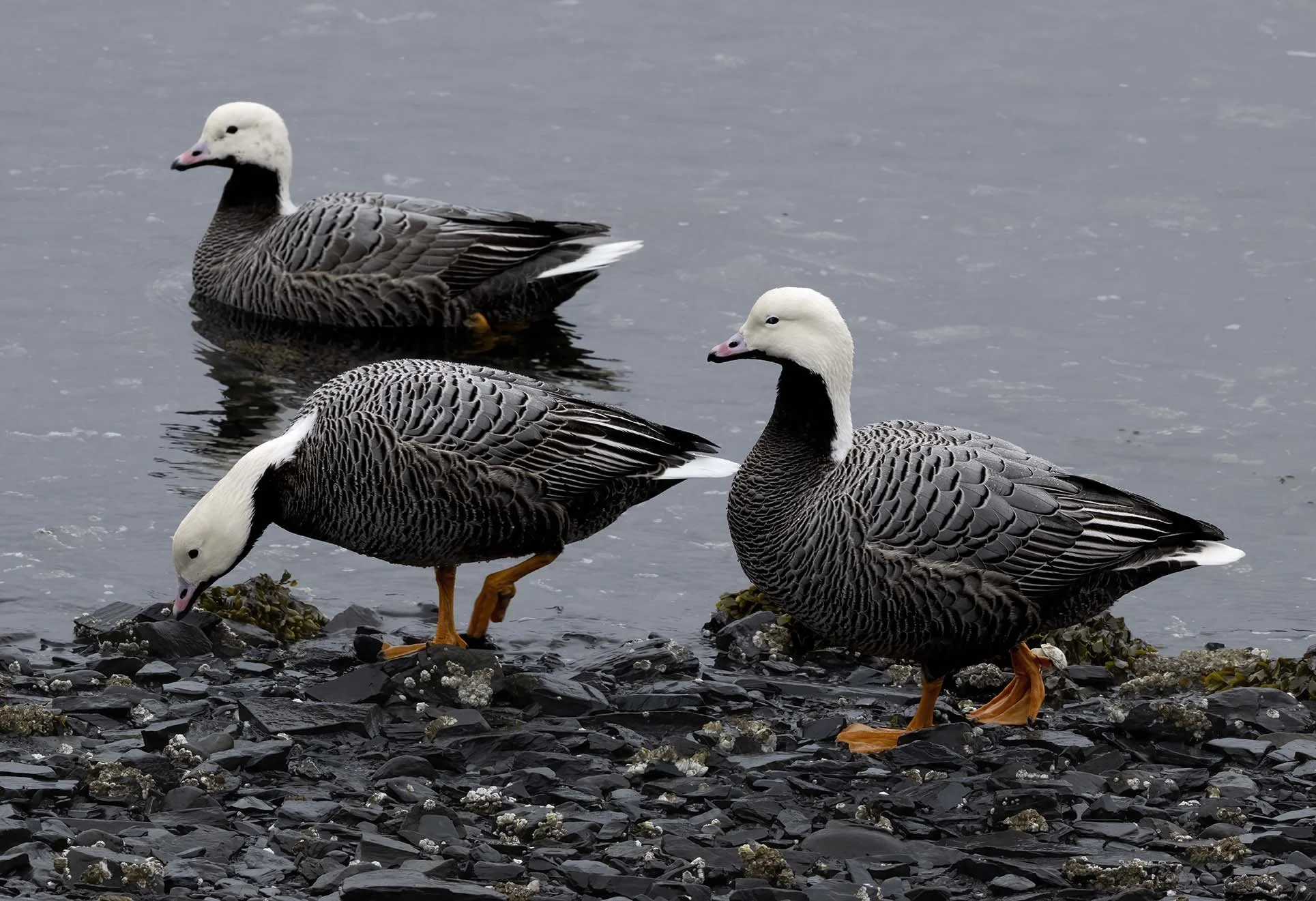 Emperor_Goose_Z094359.JPG
