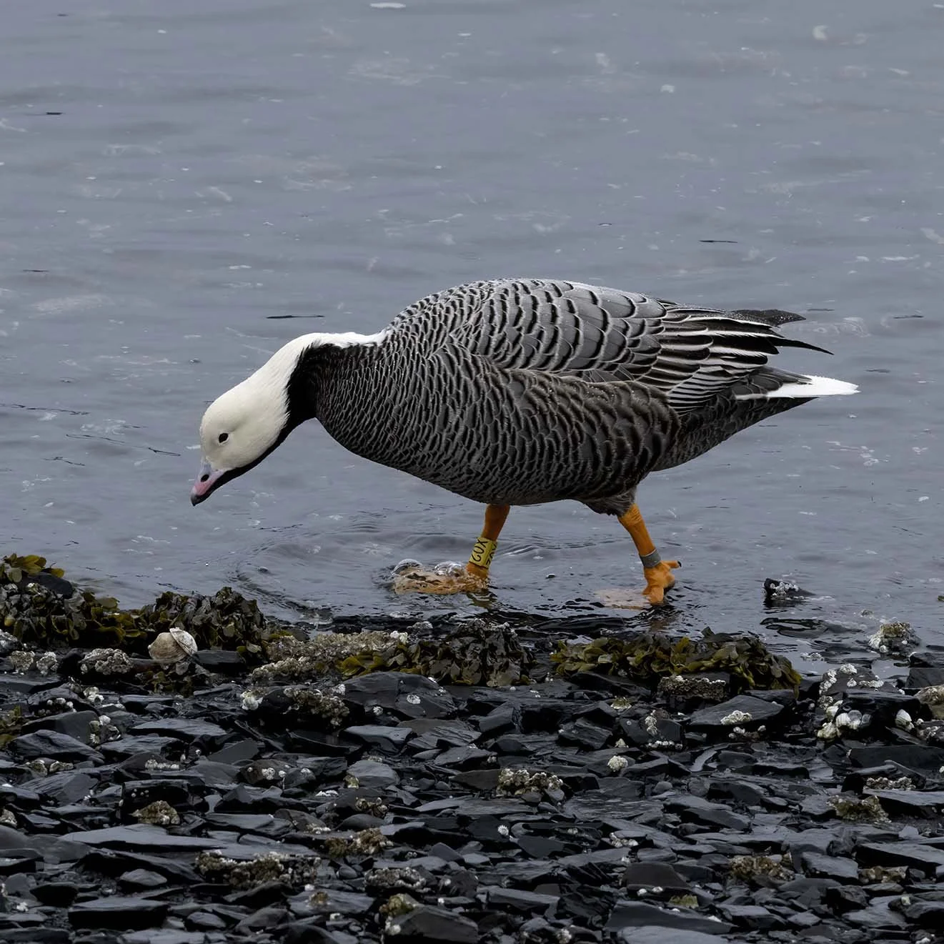 Emperor_Goose_Z094364.JPG