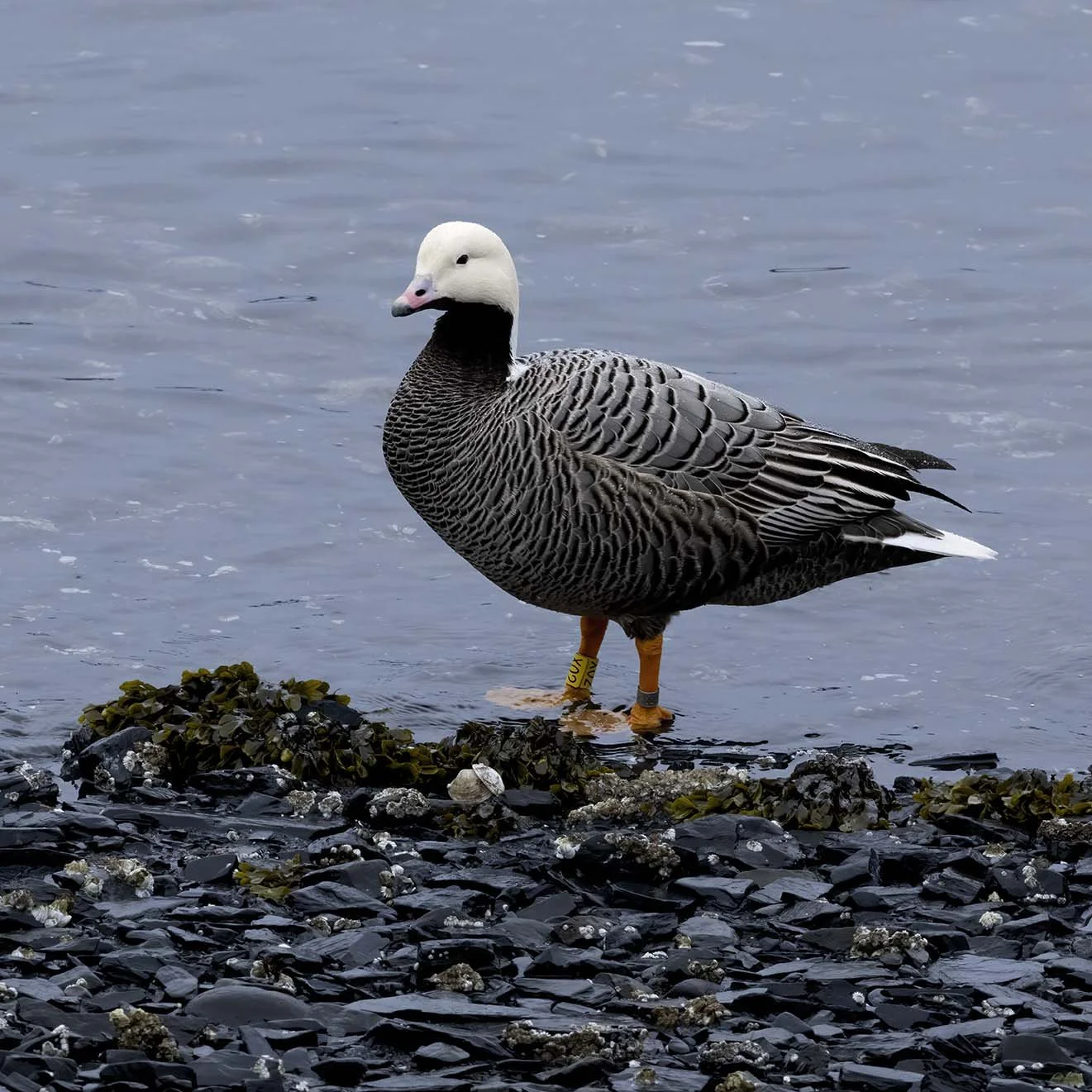 Emperor_Goose_Z094372.JPG