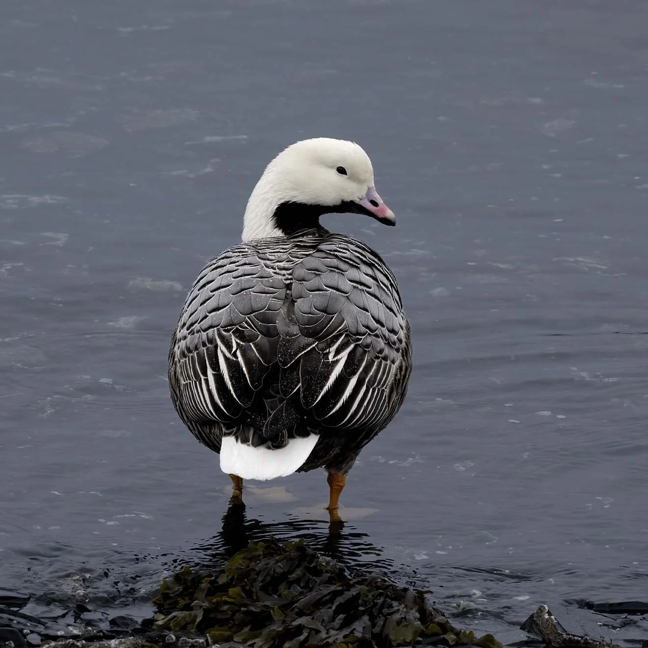 Emperor_Goose_Z094403.JPG