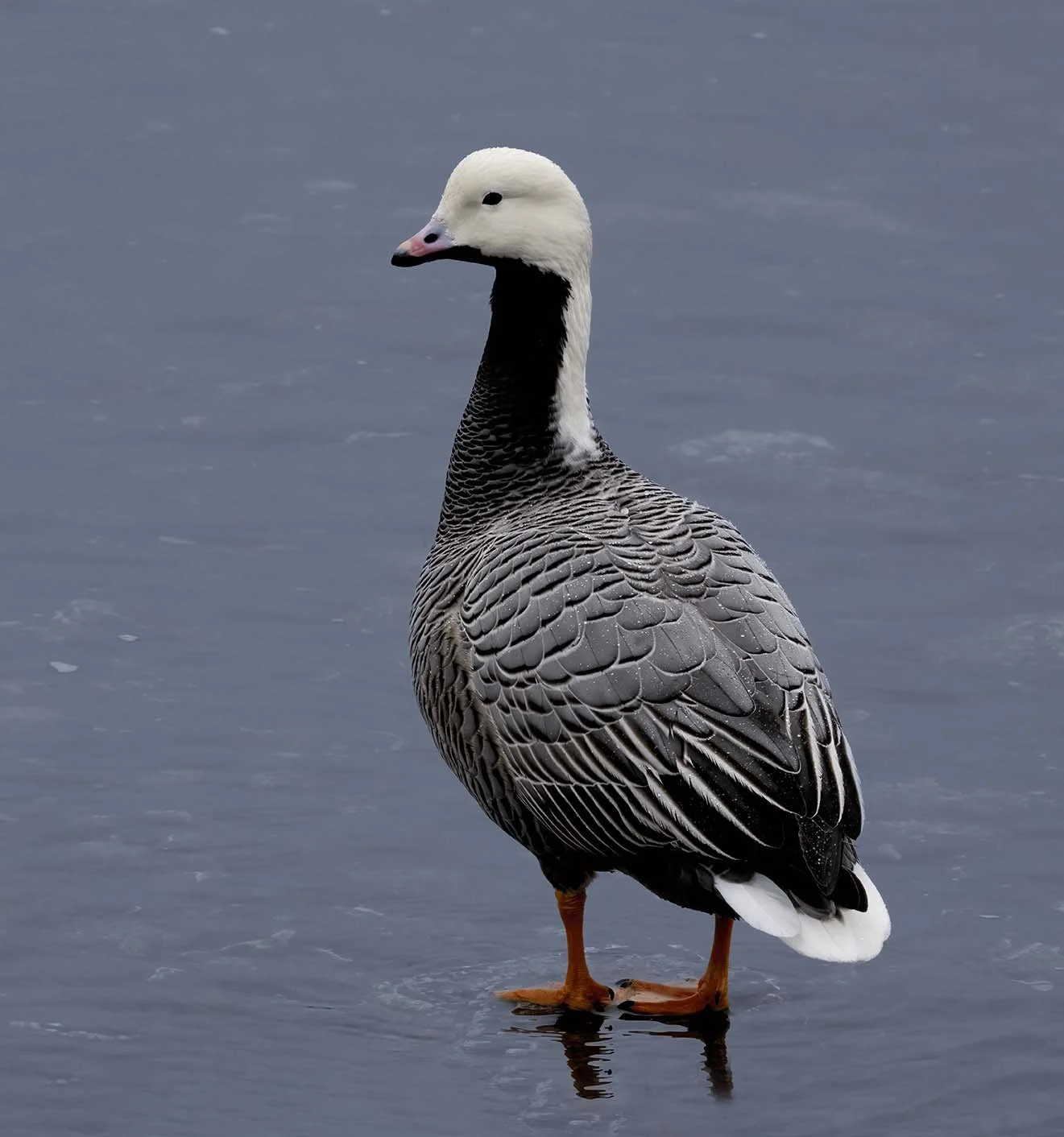 Emperor_Goose_Z094404.JPG