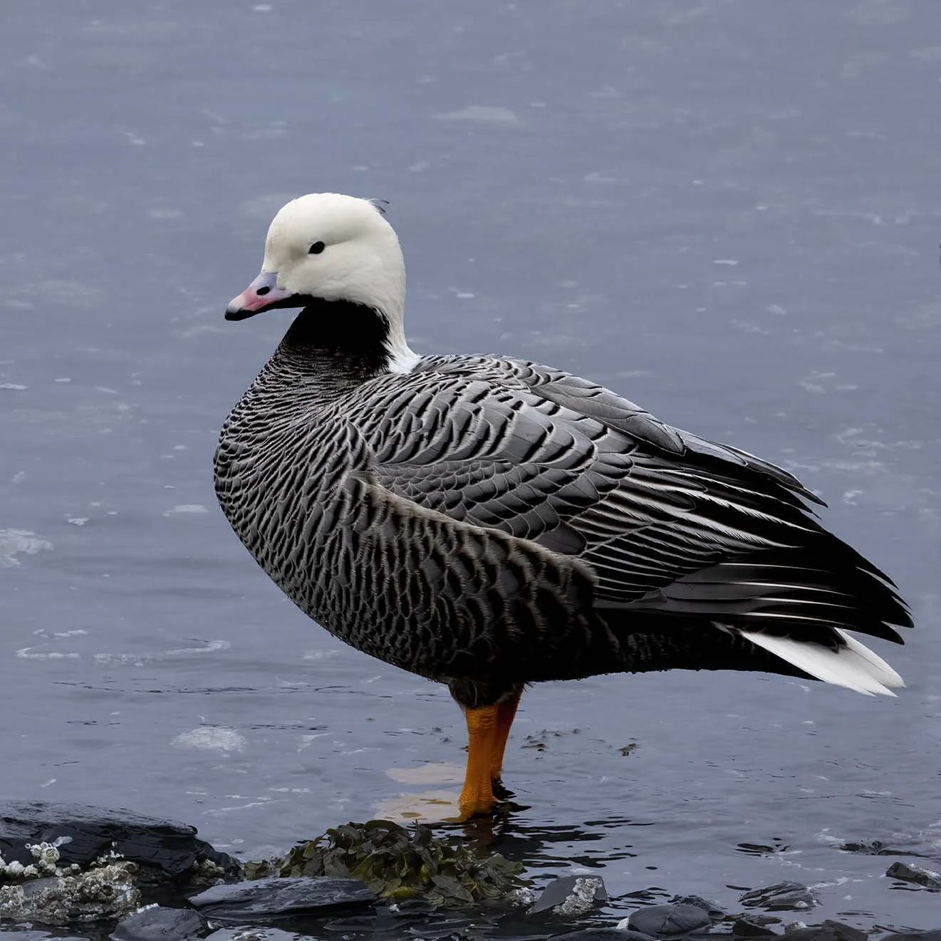 Emperor_Goose_Z094408.JPG