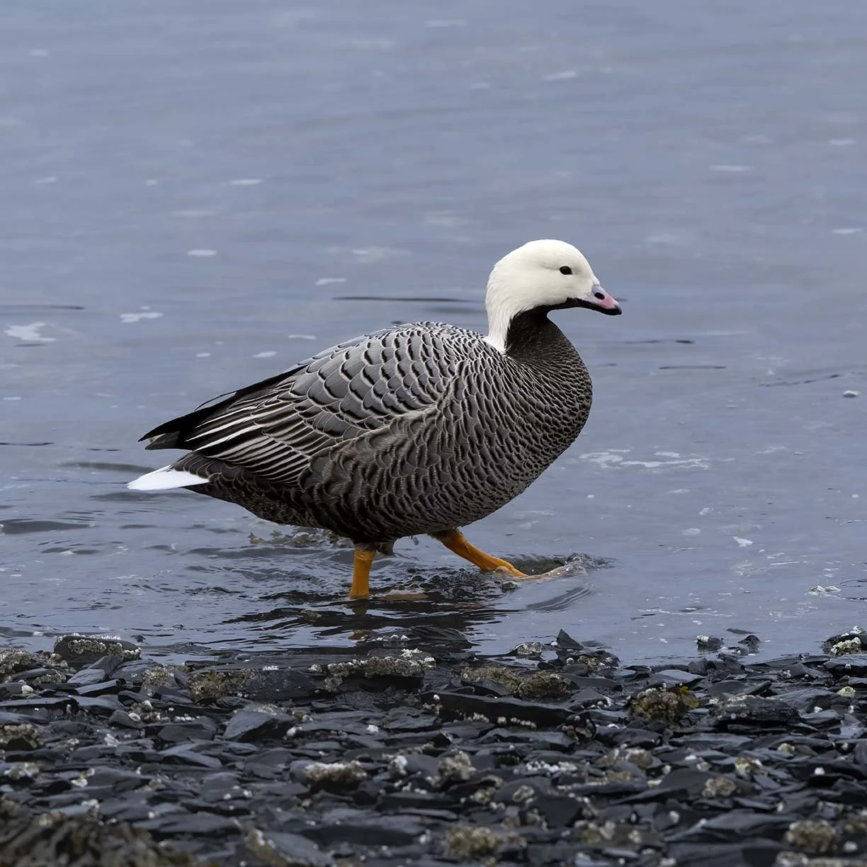 Emperor_Goose_Z094759.JPG