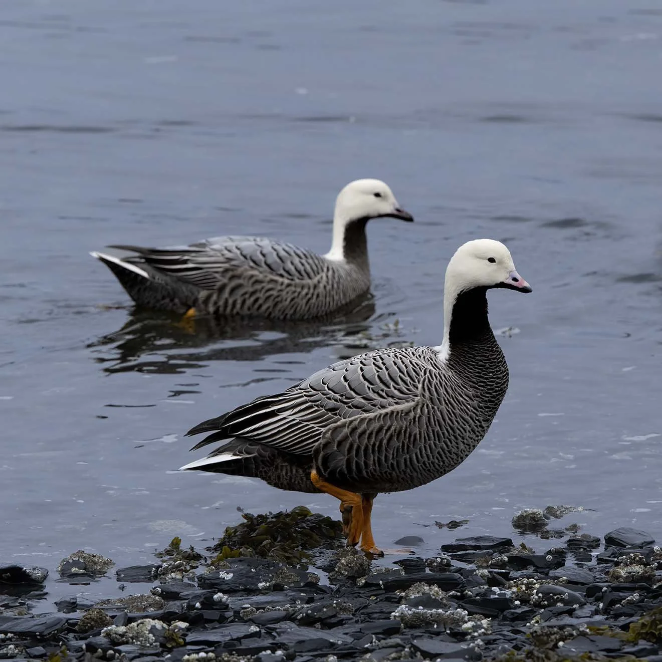 Emperor_Goose_Z094762.JPG