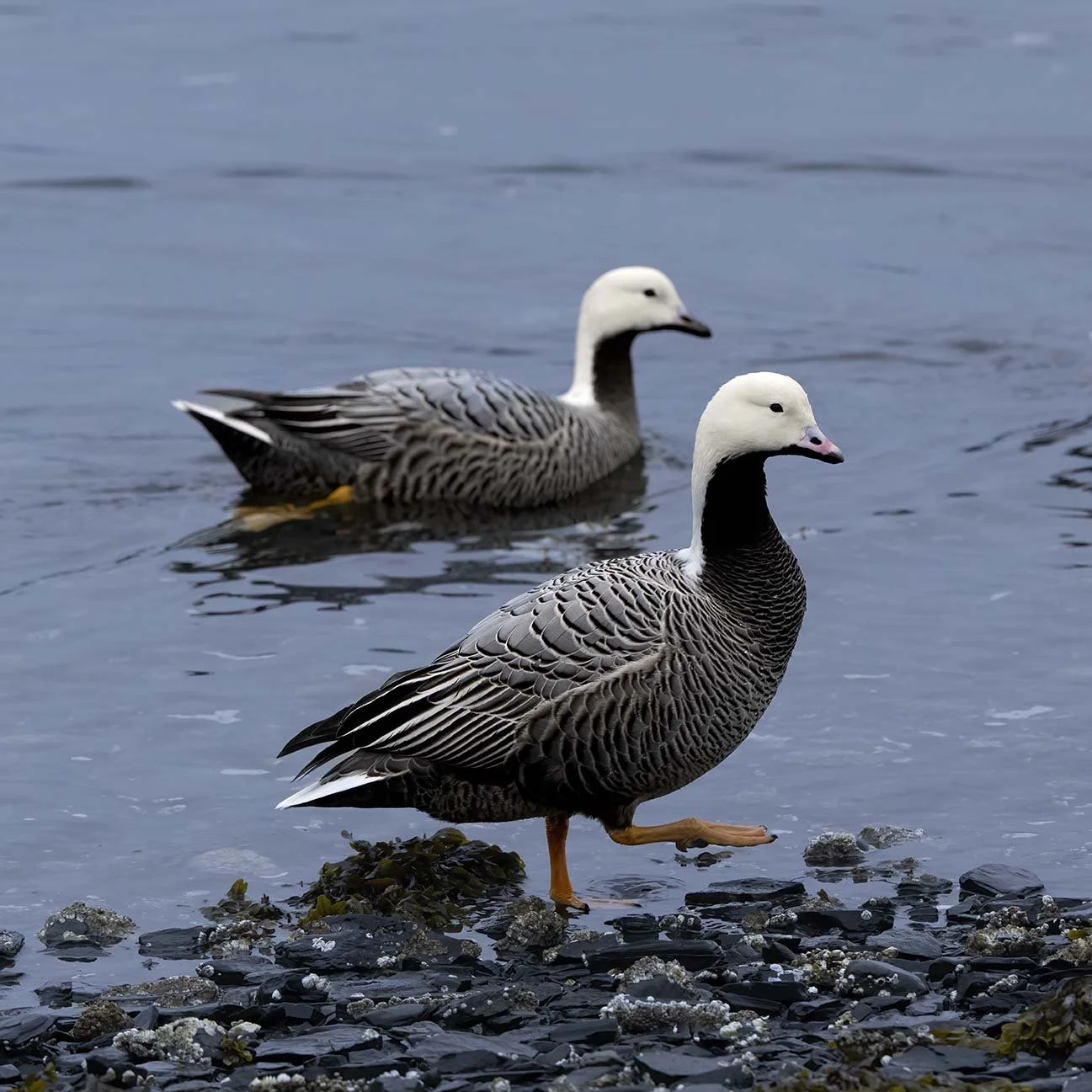 Emperor_Goose_Z094763.JPG