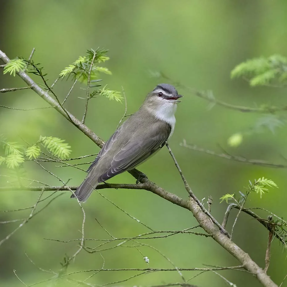 Red-eyed_Vireo_Z091213.JPG