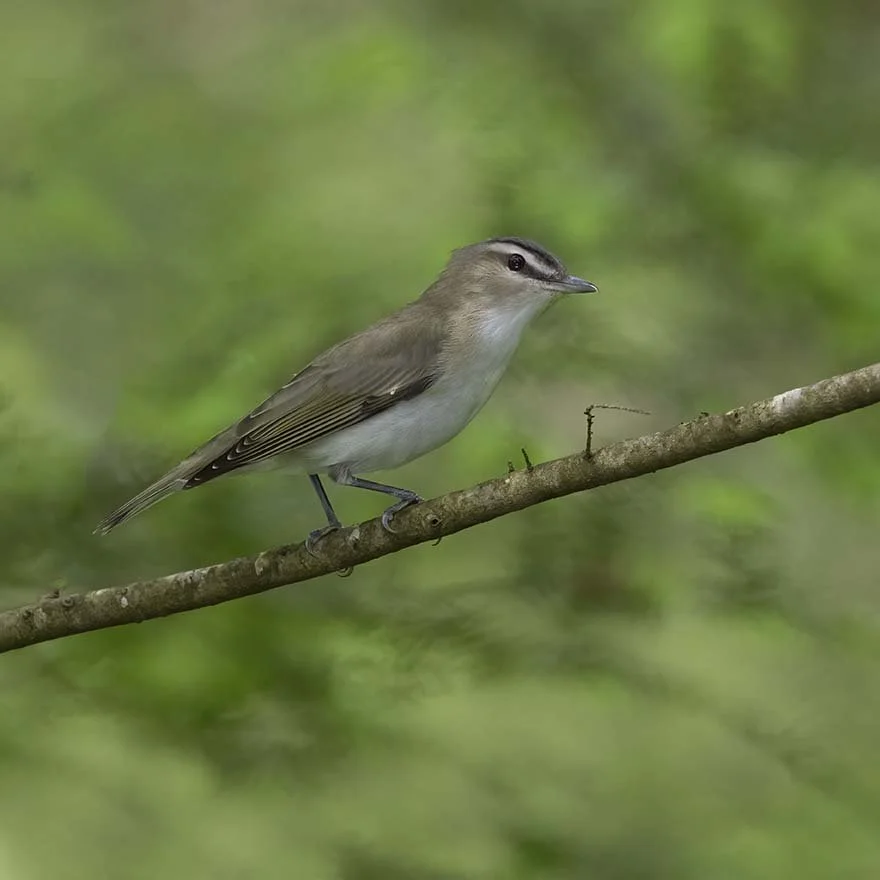 Red-eyed_Vireo_Z091268.JPG