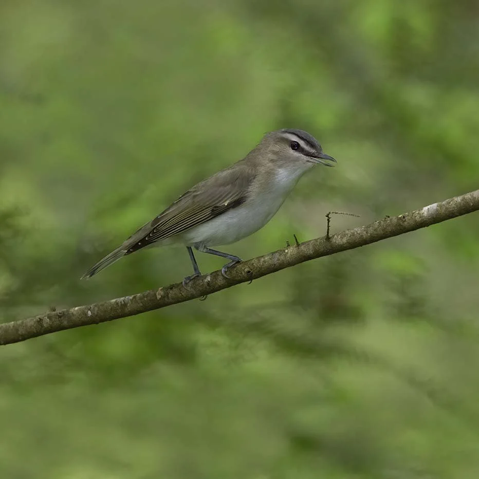 Red-eyed_Vireo_Z091269.JPG