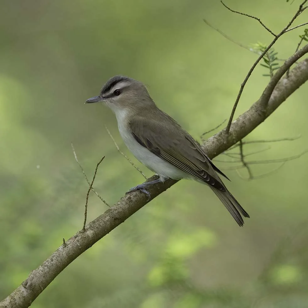 Red-eyed_Vireo_Z091300.JPG