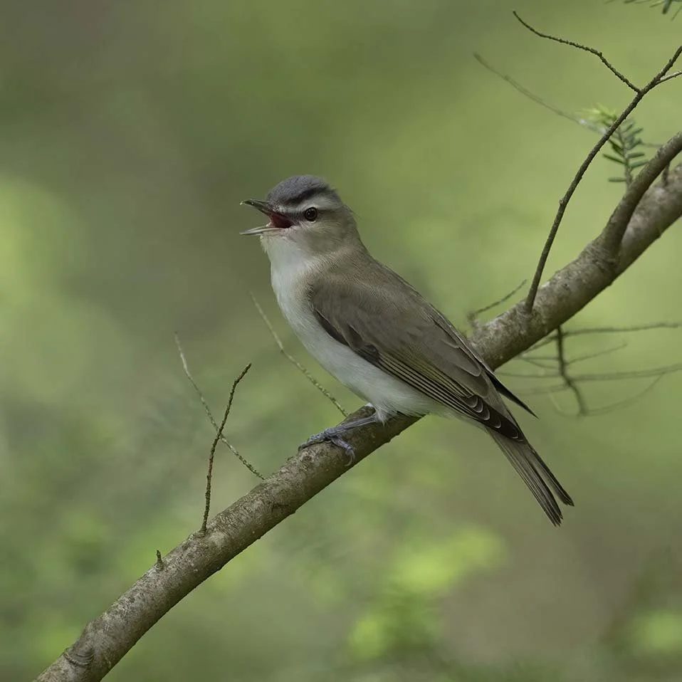 Red-eyed_Vireo_Z091304.JPG