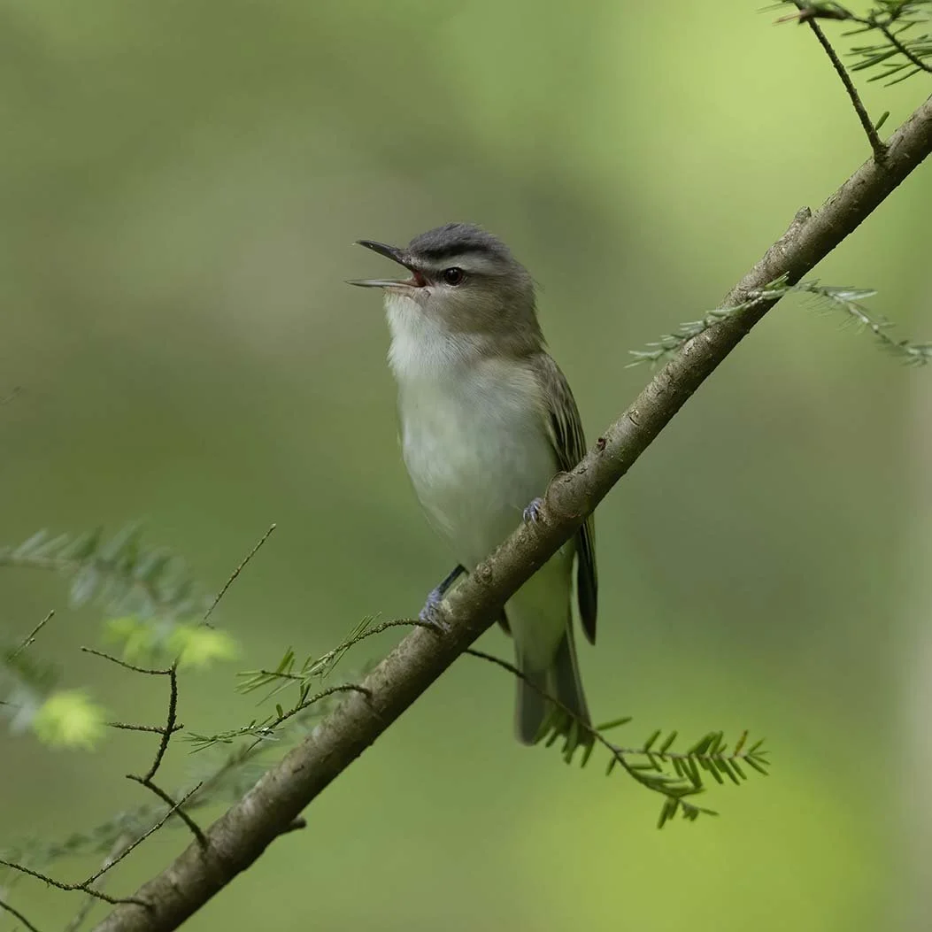 Red-eyed_Vireo_Z091337.JPG