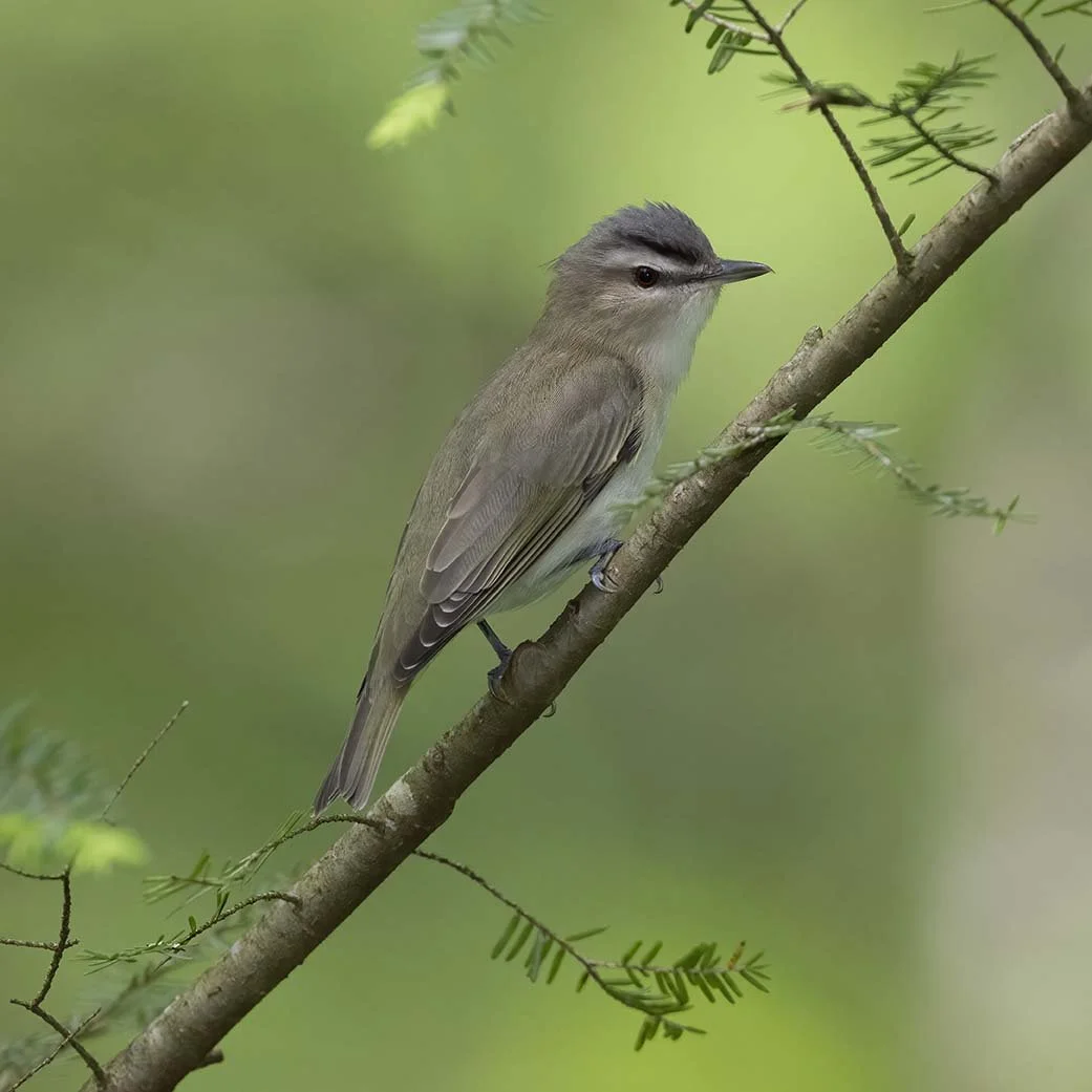 Red-eyed_Vireo_Z091348.JPG