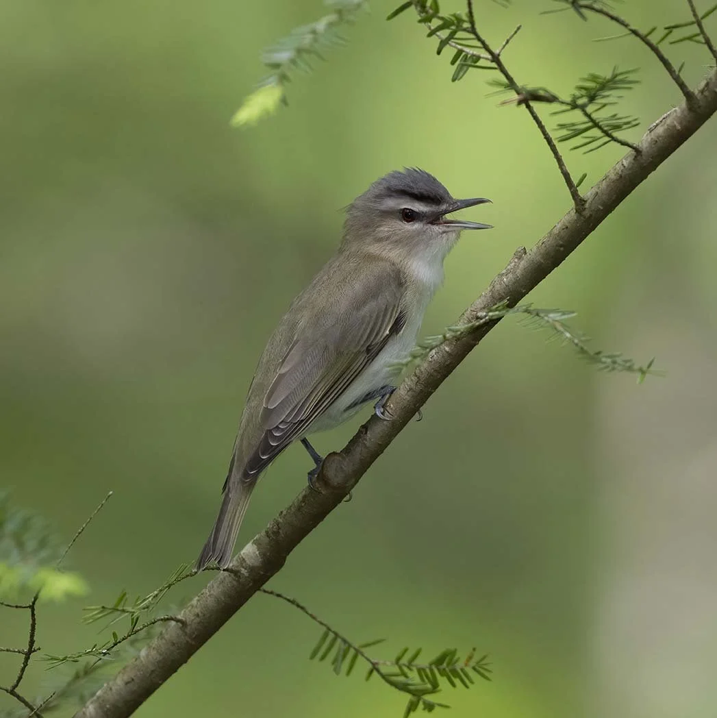 Red-eyed_Vireo_Z091349.JPG