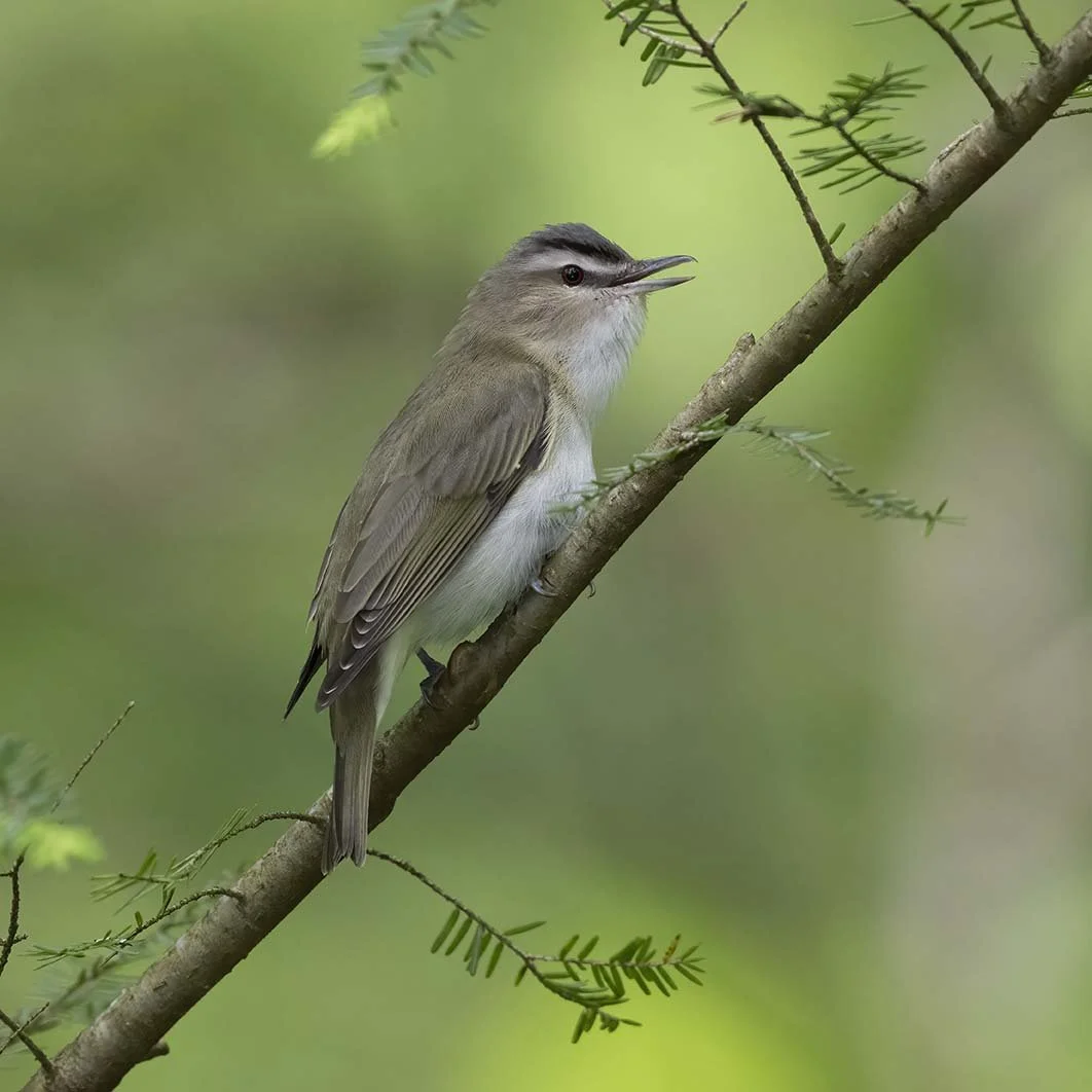 Red-eyed_Vireo_Z091385.JPG