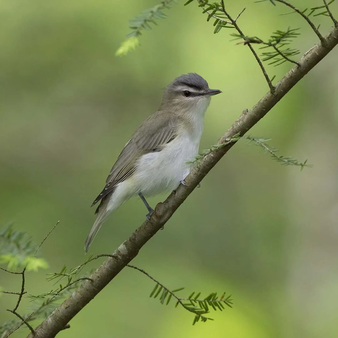 Red-eyed_Vireo_Z091389.JPG