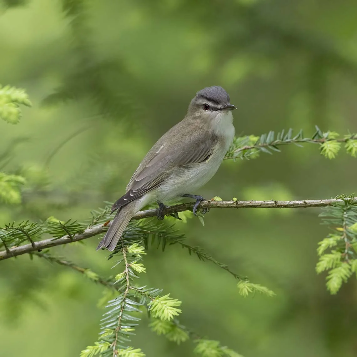 Red-eyed_Vireo_Z091394.JPG