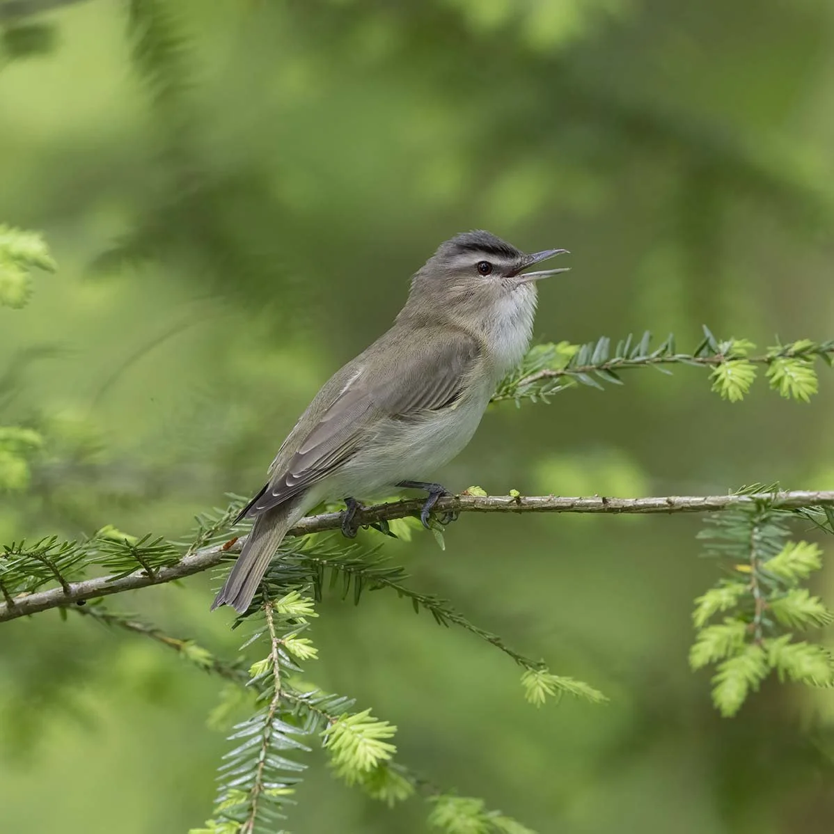 Red-eyed_Vireo_Z091396.JPG