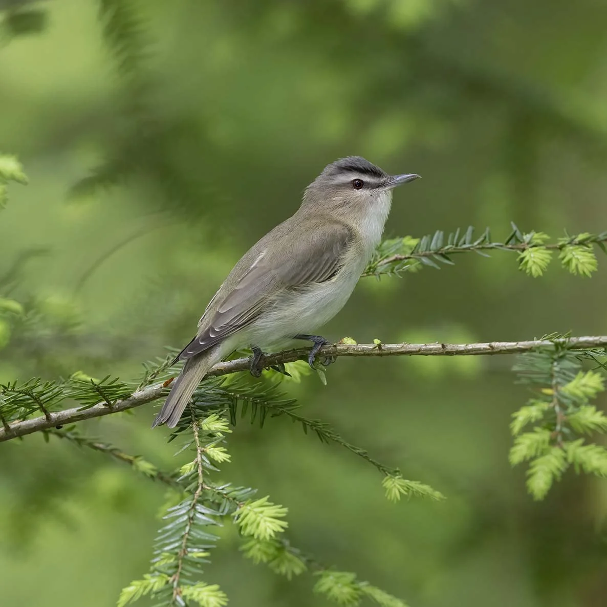 Red-eyed_Vireo_Z091397.JPG