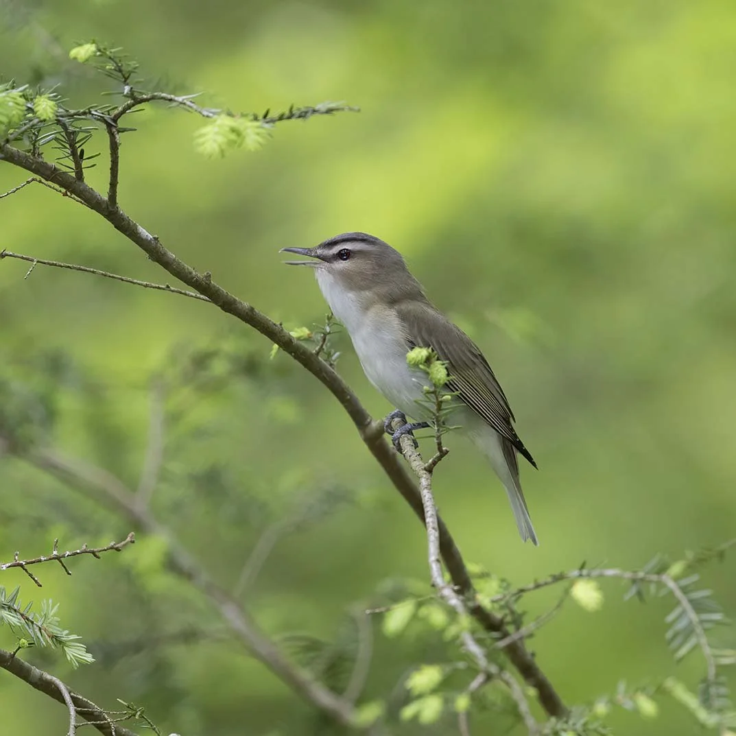 Red-eyed_Vireo_Z091420.JPG