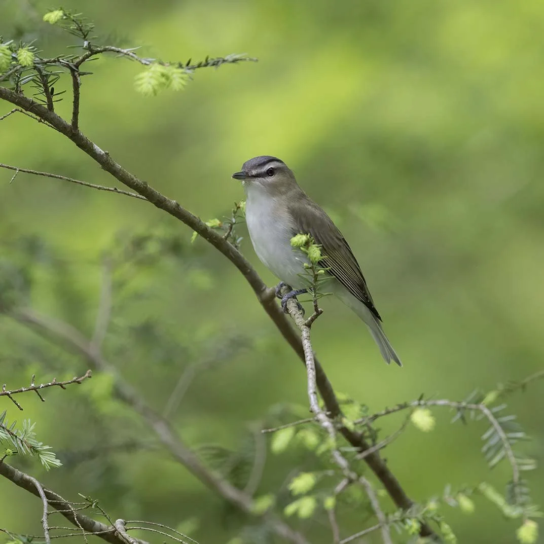 Red-eyed_Vireo_Z091421.JPG