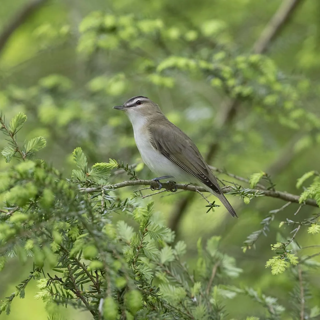 Red-eyed_Vireo_Z091429.JPG