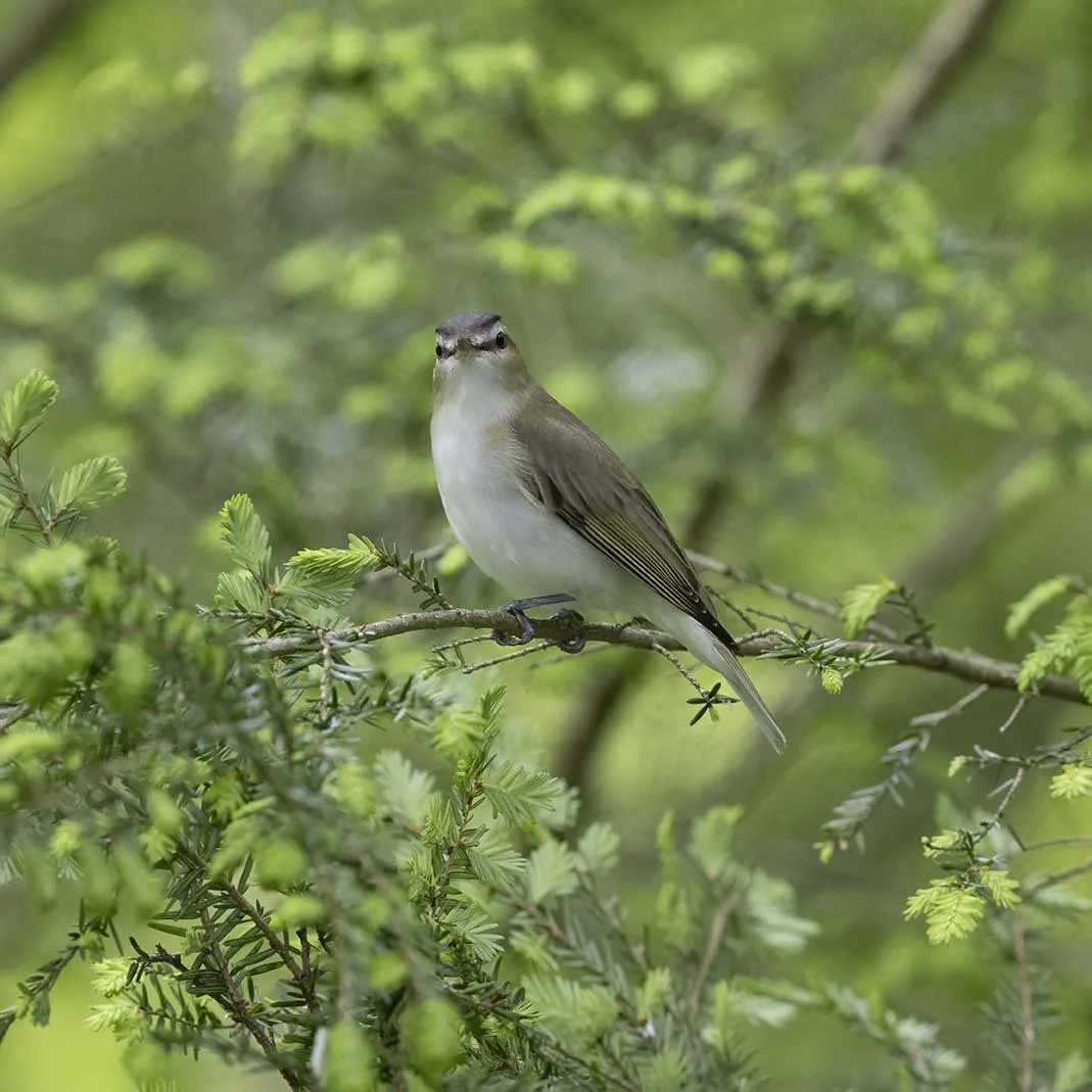 Red-eyed_Vireo_Z091433.JPG