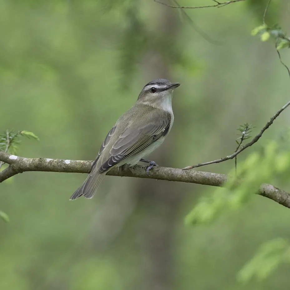 Red-eyed_Vireo_Z091442.JPG